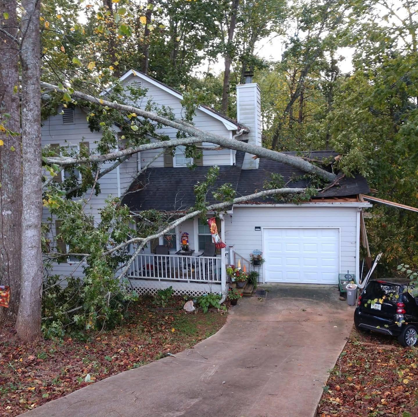 Tree Removal
