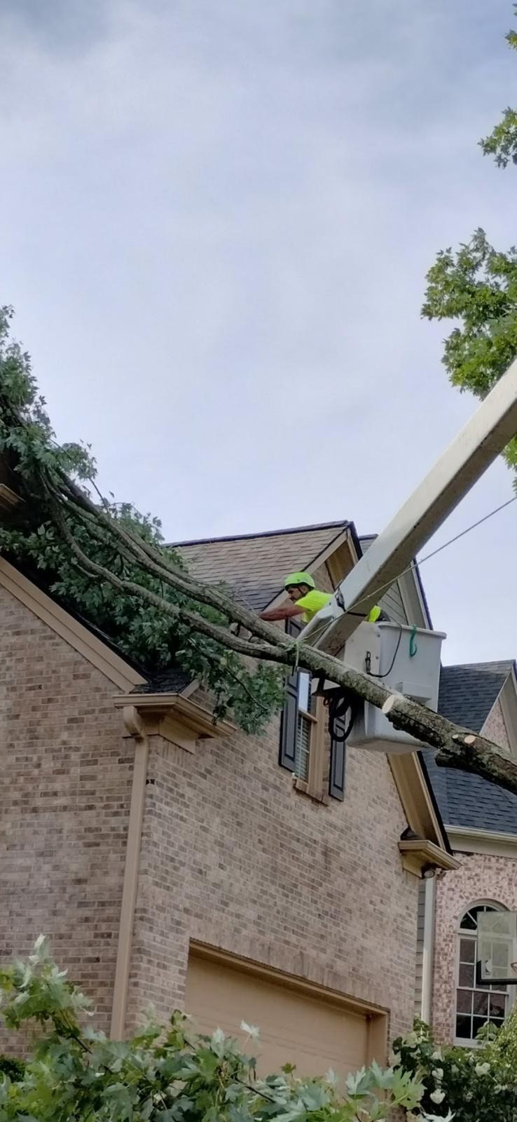 Tree Trimming & Pruning